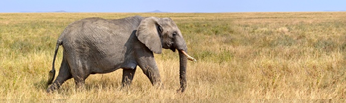 eating-elephant.jpg